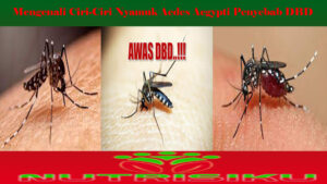 Mengenali Ciri-Ciri Nyamuk Aedes Aegypti Penyebab DBD